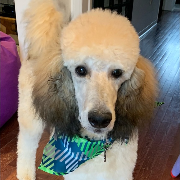 Profile Picture of Marie Pihl (@mariepihl123) on Poshmark