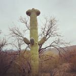 Profile Picture of kevin poulin (@saguarospecialists) on Instagram