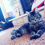 Profile Picture of Melinda Jo Gauthier (@melindajogauthier) on Instagram