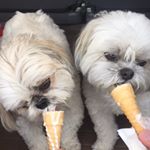 Profile Picture of Molly & Chloe Morrison (@mollyandchloe_) on Instagram