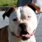 Profile Picture of Robin Howard (@southern_empire_bulldogs_) on Instagram