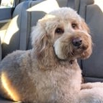 Profile Picture of L I L L I E (@lilliethegoldendoodle) on Instagram