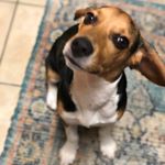 Tom F**K’N Brady...The Beagle - Instagram Profile Picture of Tom F**K’N Brady...The Beagle (@brady.to.beagle) on Instagram