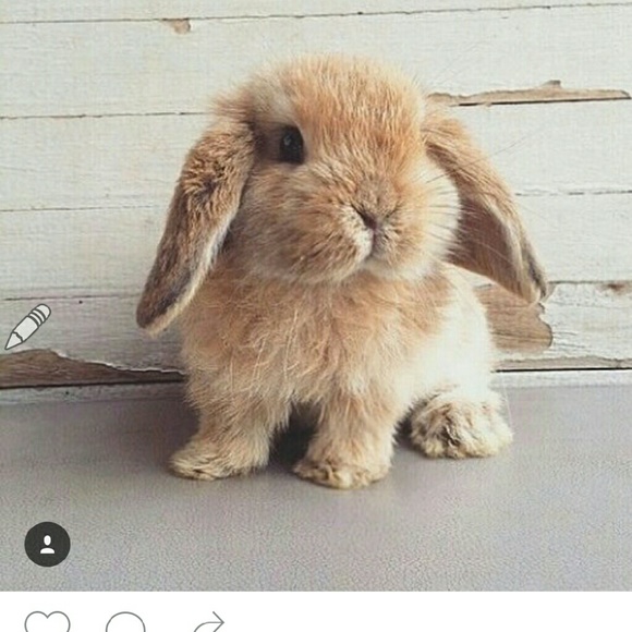 Profile Picture of Yan Ma (@shesyen) on Poshmark