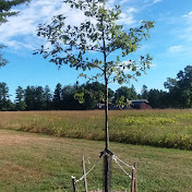 Profile Picture of Curry Walker (@currywalker8605) on Youtube