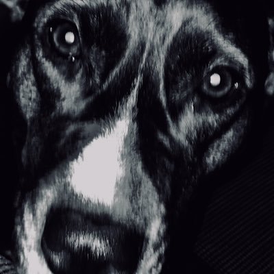 Profile Picture of Chad Lutz (@ChadLutz9) on Twitter