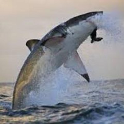 Profile Picture of Sean Keefe (@RealSharkTnkORG) on Twitter