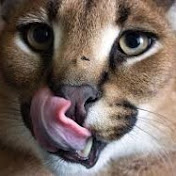 Profile Picture of Carl Mc Spanky (@carlmcspanky1025) on Youtube