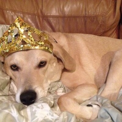 Profile Picture of Gail Meirovitch (@GchodGail) on Twitter