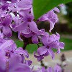 Profile Picture of Joy McConnell Towse (@joy_towse) on Instagram