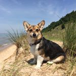 Profile Picture of Jeff (Tweedy) (@jeffthecorgi) on Instagram