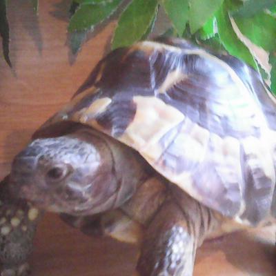 Profile Picture of Susan Gilchrist (@TortoiseSue) on Twitter