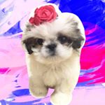 Profile Photo of Little Fluffy Eugene Patrick (@eugeneeepatrick) on Instagram