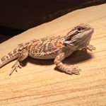 Profile Picture of Noah Zimmerman (@jeffrey_zimmerman98) on Instagram