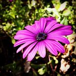 Profile Picture of Danielle Bollinger (@bollingerdanielle) on Instagram