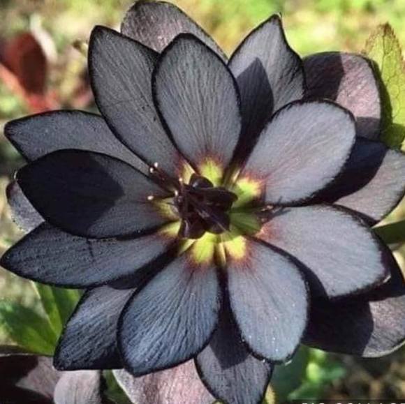 Profile Picture of Rhesa Howard (@reesecup) on Poshmark