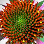 Profile Picture of Kiley Leonard (@kileyleonard) on Instagram