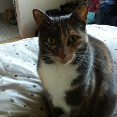 Profile Picture of Tamara Nicholson (@madjosh12) on Twitter