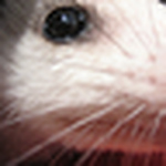 Profile Picture of Jim Melli (@jmelli46) on Flickr