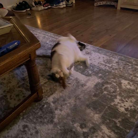 Profile Picture of Chris Costa (@chriscosta912) on Poshmark