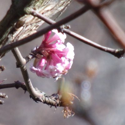 Profile Picture of Jacqueline Pearce (@Jacquel75245581) on Twitter