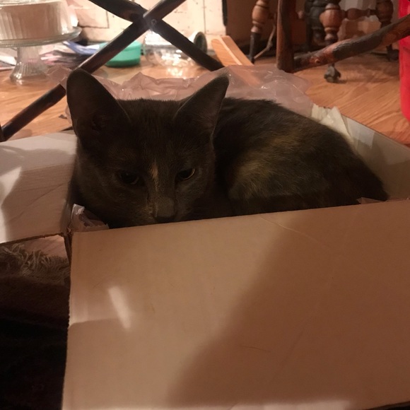 Profile Picture of Allie Slaney (@grunge_is_life) on Poshmark