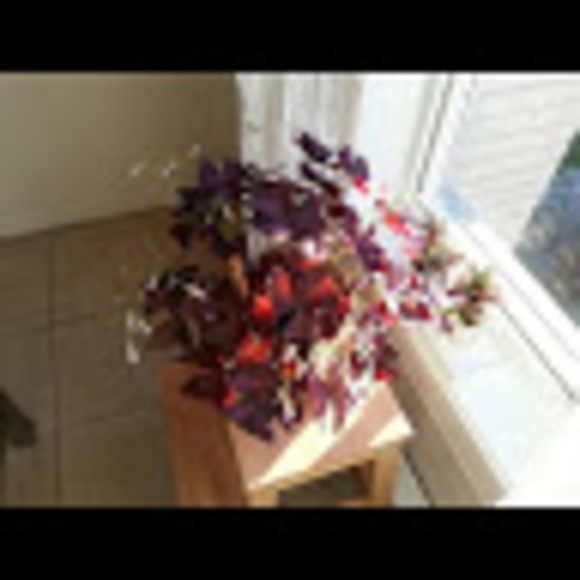 Profile Picture of Simona Mihalca (@simonamihalca) on Poshmark