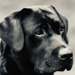 Profile Picture of Jackie Brown (@jackie.brown.dog) on Instagram