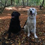Profile Picture of Sally & Coco (@sally_coco_retriever) on Instagram
