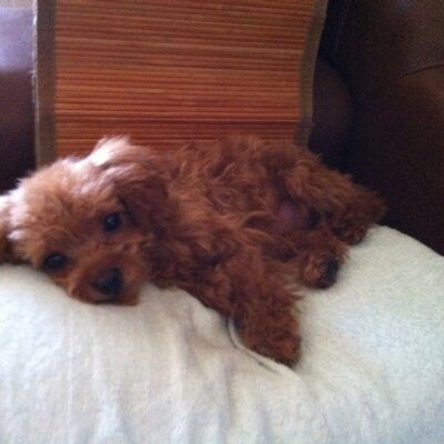 Profile Picture of Han Seung Yeon (@@syfatefly) on Twitter