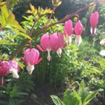 Profile Picture of Sarah Poole (@sarah_poole_gardens) on Instagram