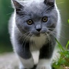Profile Picture of Benjamin junior (@@zarmaing456) on Tiktok