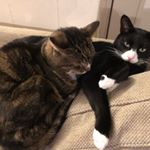 Alison Withey-Harrison - Instagram Profile Picture of Alison Withey-Harrison (@a_drama_lama_) on Instagram