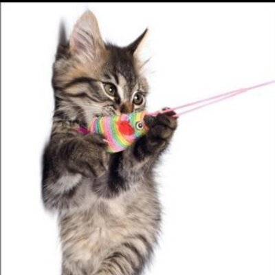 Profile Picture of Brad Zahn (@Hummerkit) on Twitter