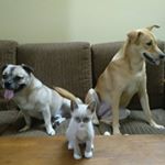 Profile Picture of Suhas Shetty (@sam.n.fam) on Instagram