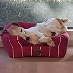 Profile Picture of Jeremy Holland (@arm_mond_farm) on Instagram