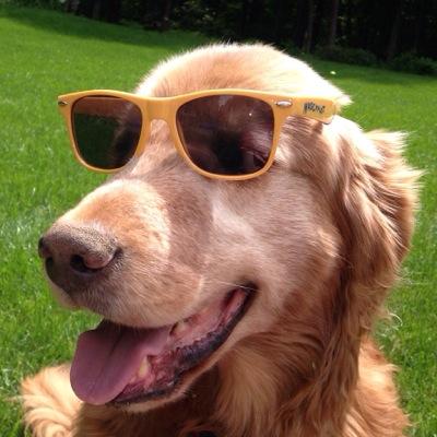 Profile Picture of David Socha (@socha_t) on Twitter