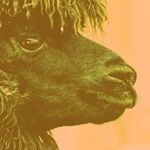 Profile Picture of Taylor Treadway (@llama.in.tucson) on Instagram