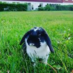 Profile Picture of Lisa Eliasson (@bosse.lisa11) on Instagram