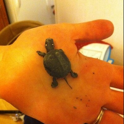 Profile Picture of Andrew Sprow (@Dubinky) on Twitter