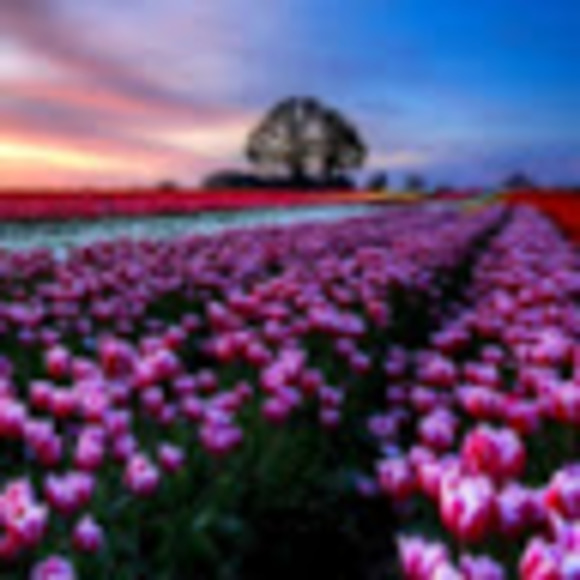 Profile Picture of Sonya Tapley (@sonyat23) on Poshmark