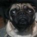 Profile Picture of Olivia Pug (@olivia.pug.7) on Facebook