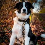 Profile Picture of Sammy (Pink Paradise Knoppers) (@sammys.aussie.life) on Instagram