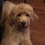 Profile Photo of Janice Germaine (@ozzy.golden.doodle) on Instagram