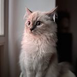 Profile Picture of Ｊｅａｎ Ｐａｕｌ Ｃｏｔｔｉｅ (@jeanpaulcottie) on Instagram