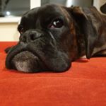 Profile Picture of Cleopatra James Box (@cleopatrajamesbox) on Instagram