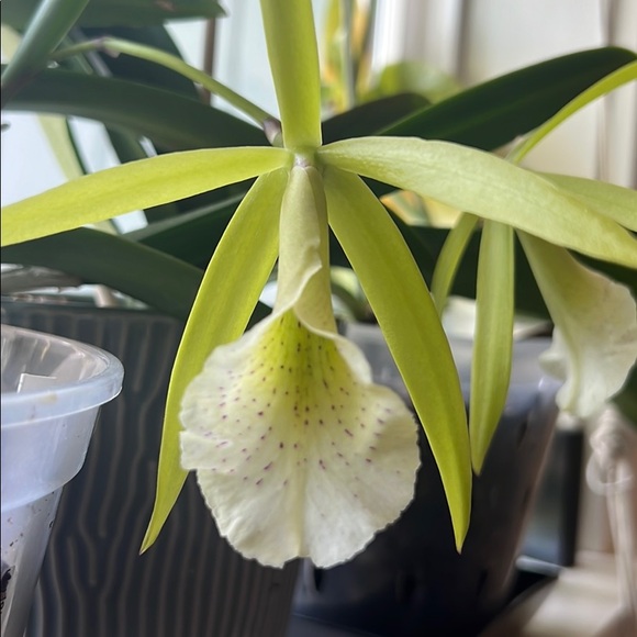 Profile Picture of Kaia Chessen (@kaia84) on Poshmark