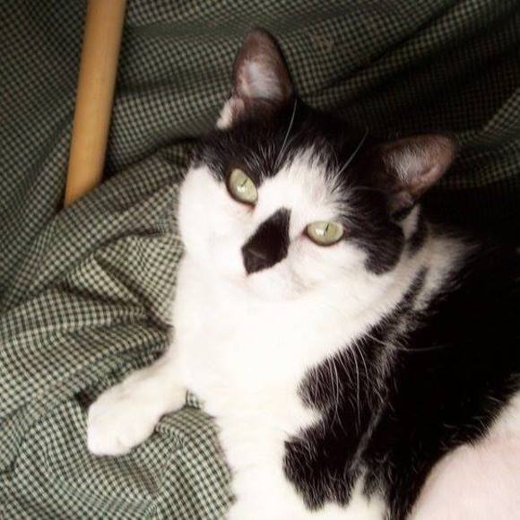 Profile Picture of Heather Hammarstrom (@palmtree8) on Poshmark