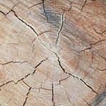 Profile Picture of Joe Rich Forest Timber Product (@joerichforesttimberproduct) on Instagram