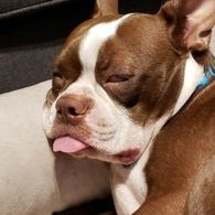 Profile Picture of David Pisano (@DavidPisano2) on Twitter